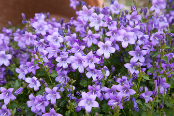 Obraz premium Spring background of blue campanula flowers