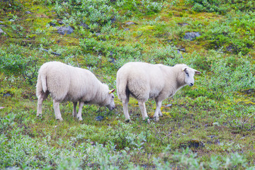 Obraz na płótnie Canvas Herd flock of icelandic sheep lamb walking pasture in the meadow