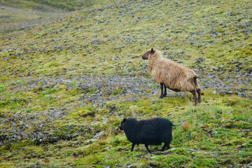 Herd flock of icelandic sheep lamb walking pasture in the meadow