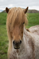 Fototapeta premium Icelandic Horse