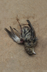 dead field sparrow