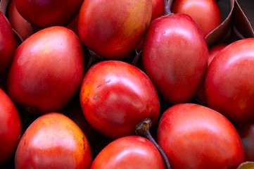 New Zealand evergreen tree fruit vegetable, Tamarillo