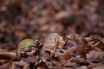 Leaves and wood in a beech forest