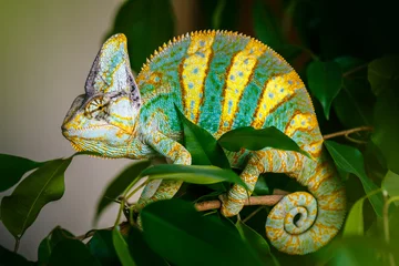 Foto op Plexiglas Kameleon Yemen chameleon