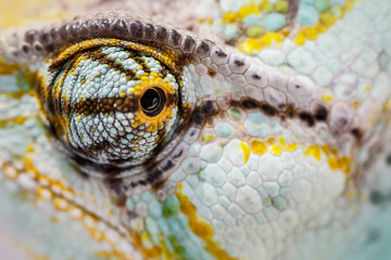 veiled chameleon is staring at the camera