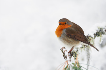 Robin in the white
