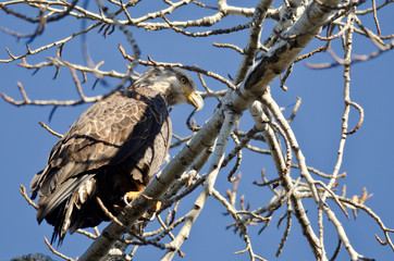 Young Bald Eagle Hunting While Perched in a Tree