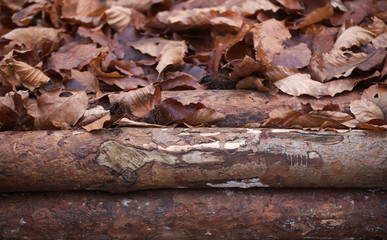 Leaves and wood in a beech forest