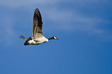 Lone Canada Goose Flying in a Blue Sky