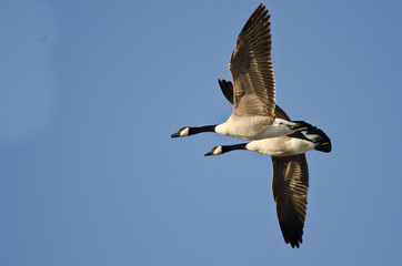 Two Canada Geese Flying in a Blue Sky