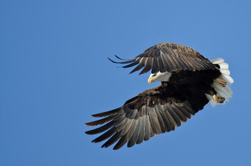 Bald Eagle Hunting On The Wing