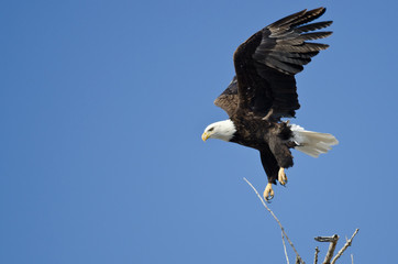 Obraz premium Bald Eagle Diving After Prey