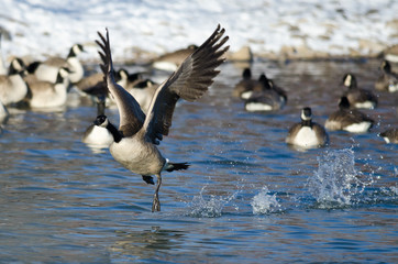 Canada Goose Taking Off From a Winter River