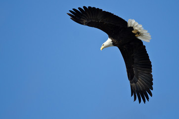 Bald Eagle Hunting On The Wing © rck
