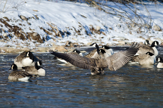 Canada Goose Stretching Its Wings Standing in a Winter River