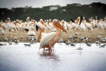 Pelican les pieds dans l'eau