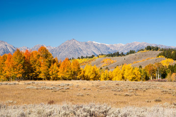 Aspens Aglow in Grand Tetons