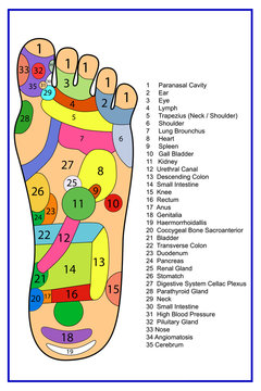 Traditional alternative heal, Acupuncture - Foot Scheme