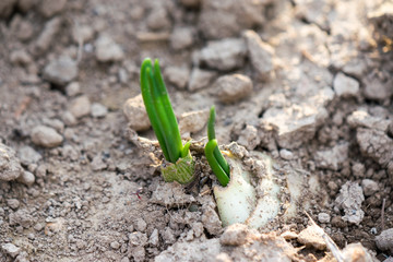 Brotes germinando en la tierra