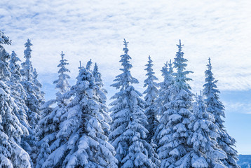 Beautiful winter landscape