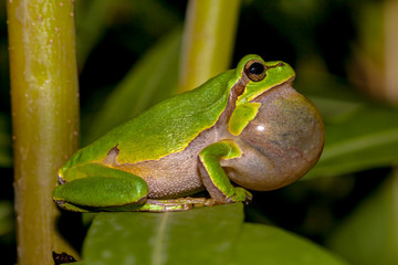 Croaking European tree frog