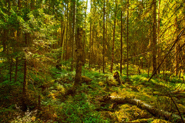 Fototapeta premium Wild forest