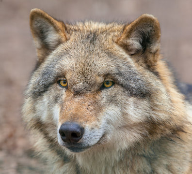 Close up of a Dangerous Grey Wolf