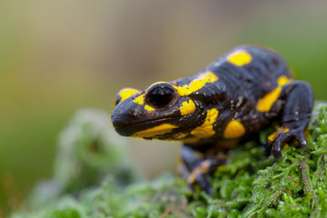 Head of a Fire salamander in its natural habitat