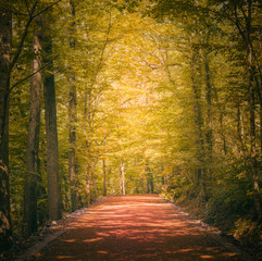 Beautiful forest along the pathway during sunny day