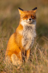Red fox (Vulpes vulpes) sitting on hind legs