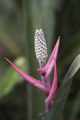 Bromelia abacaxi-de-tingir