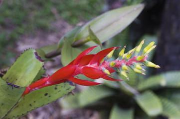 Bromelia Aechmea nidicaulis