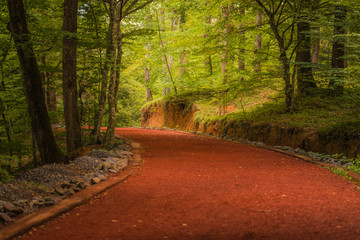 Obraz premium Beautiful forest along the pathway during sunny day