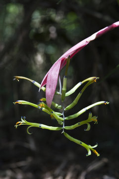 Bromelia Billbergia distachya