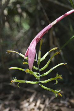 Bromelia Billbergia distachya