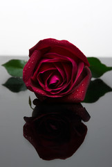 Valentine red rose.