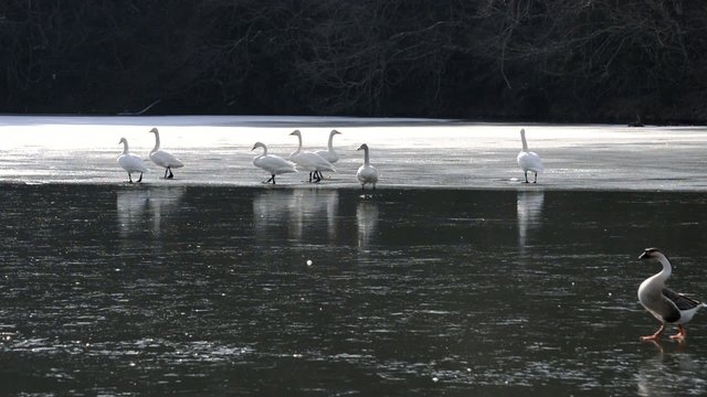 白鳥とガチョウの氷上散歩