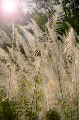 Kans grass ( Saccharum spontaneum) field.