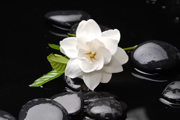 Möbelaufkleber Stillleben mit Gardenie auf schwarzen Kieselsteinen © Mee Ting
