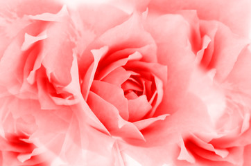 Rose Wallpaper with Soft Focus Color Filtered.