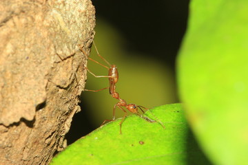 Red ants on a tree
