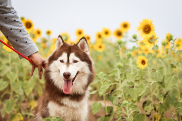 husky dog in sunflower filed and handler - 75775440