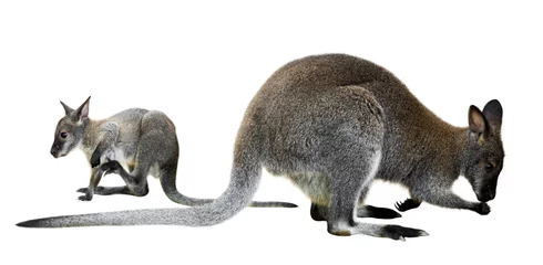 Cercles muraux Kangourou Wallaby à cou rouge avec bébé