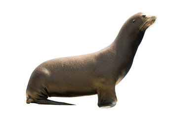  Earless seal © JackF