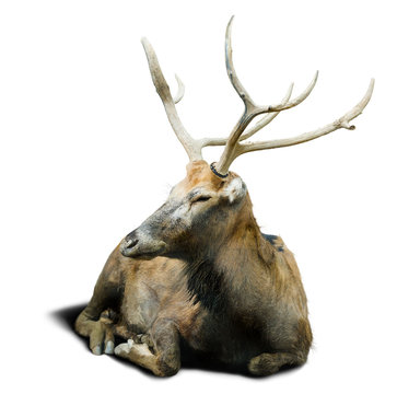 Pere David's deer