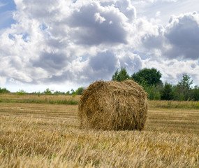 Haystacks on the grain field after harvesting