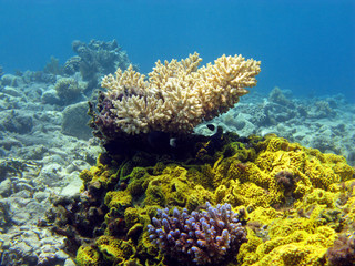 Fototapeta na wymiar colorful coral reef in tropical sea , underwater