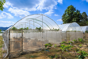 Fototapeta na wymiar Fig agriculture plant