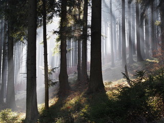 Scenic view of rays of sun beaming through the trees