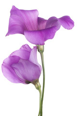 eustoma